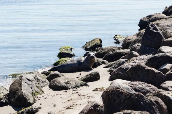 Danimarka sahillerindeki foklar.