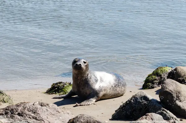 Danimarka sahillerindeki foklar.