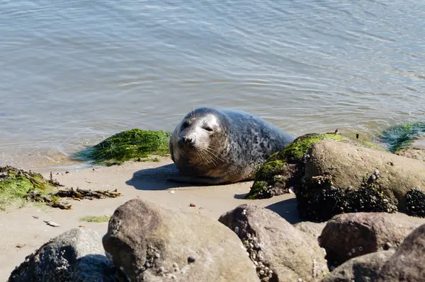 Danimarka sahillerindeki foklar.