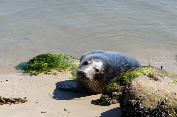 Danimarka sahillerindeki foklar.