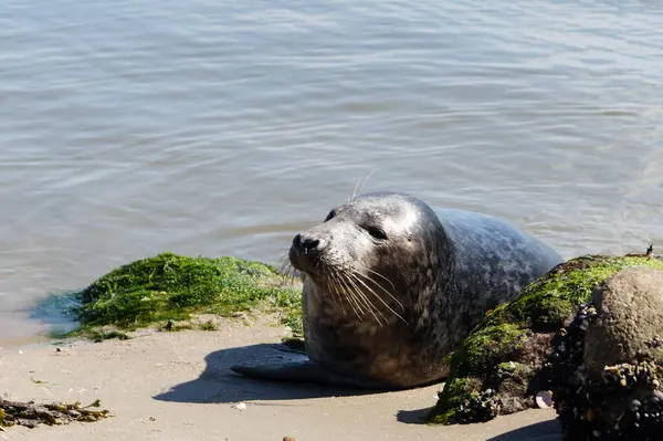 Danimarka sahillerindeki foklar.