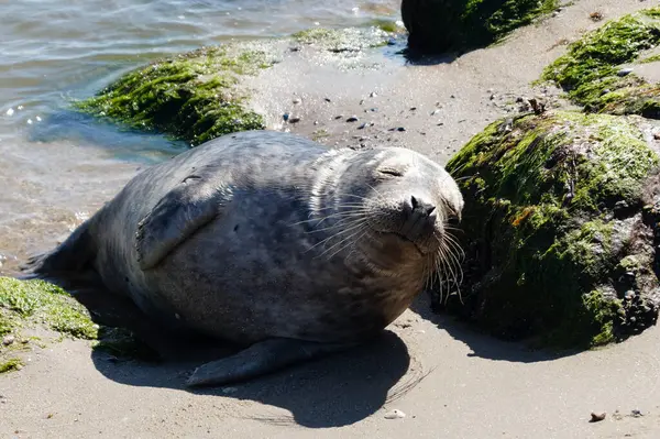 Danimarka sahillerindeki foklar.