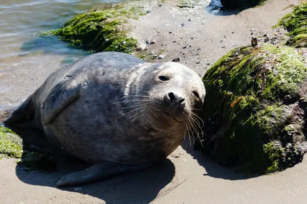 Danimarka sahillerindeki foklar.