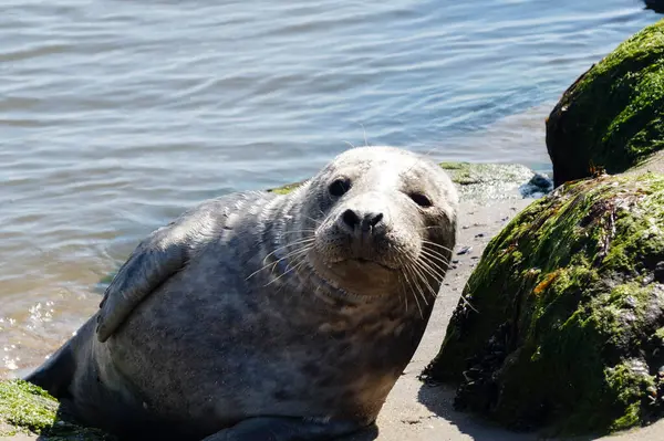 Danimarka sahillerindeki foklar.