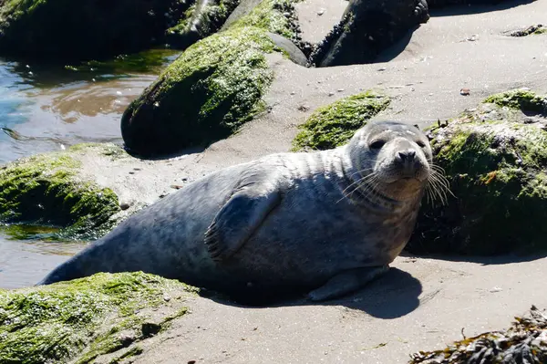 Danimarka sahillerindeki foklar.