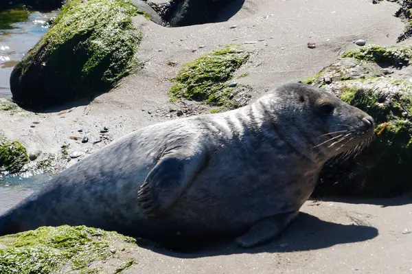 Danimarka sahillerindeki foklar.