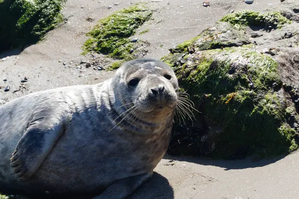 Danimarka sahillerindeki foklar.