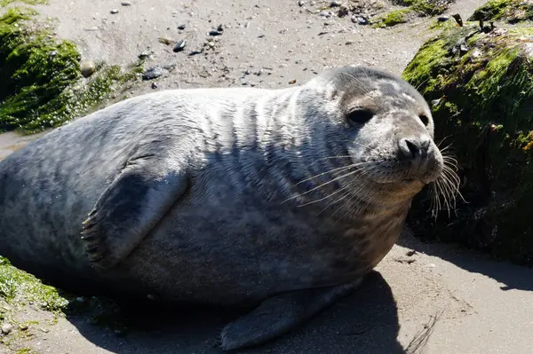 Danimarka sahillerindeki foklar.