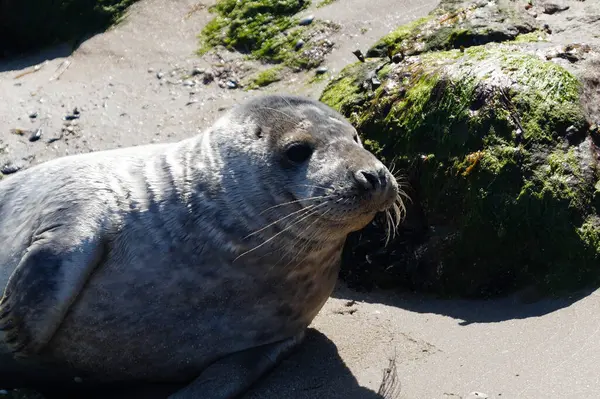 Danimarka sahillerindeki foklar.