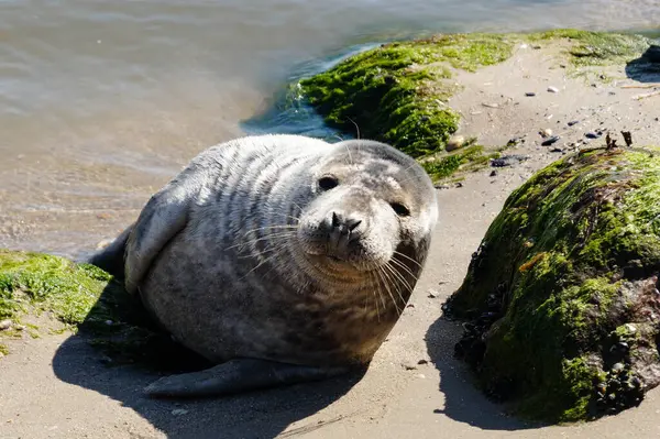 Danimarka sahillerindeki foklar.