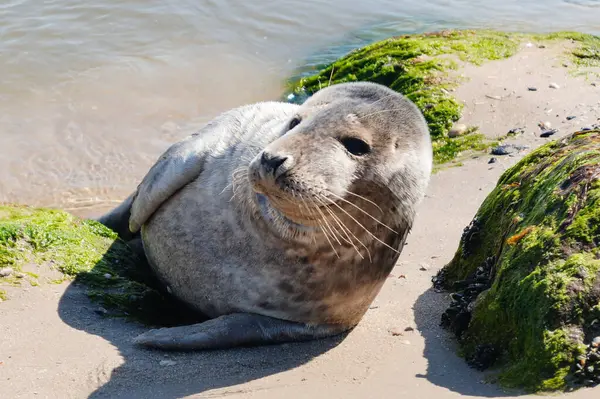 Danimarka sahillerindeki foklar.