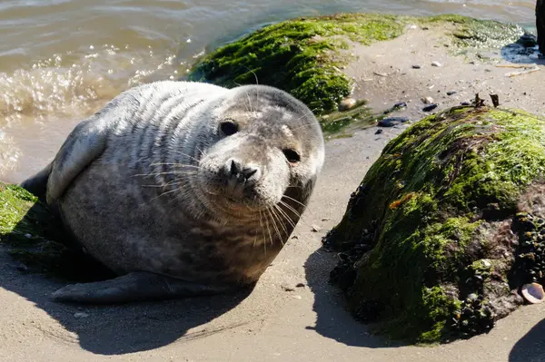 Danimarka sahillerindeki foklar.