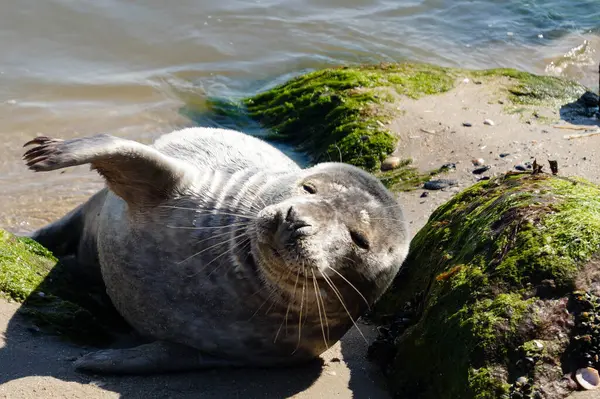 Danimarka sahillerindeki foklar.