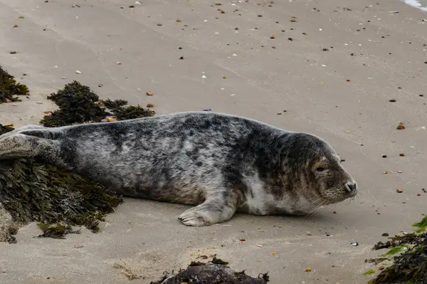Danimarka sahillerindeki foklar.