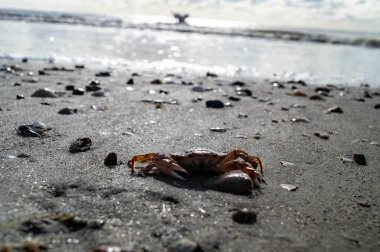Danimarka 'da Blavand plajında.