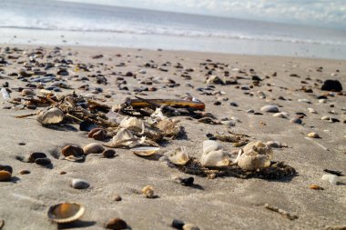 Danimarka 'da Blavand plajında.