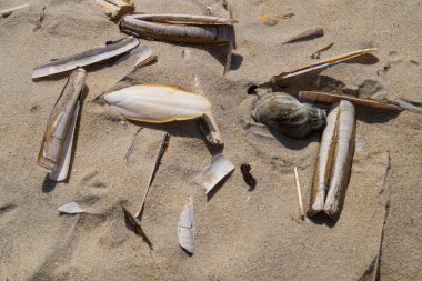 Danimarka 'da Blavand plajında.