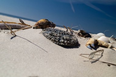 Danimarka 'da Blavand plajında.