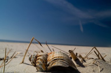 Danimarka 'da Blavand plajında.