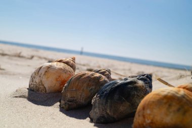 Danimarka 'da Blavand plajında.