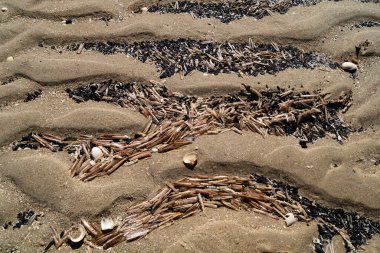 Danimarka 'da Blavand plajında.