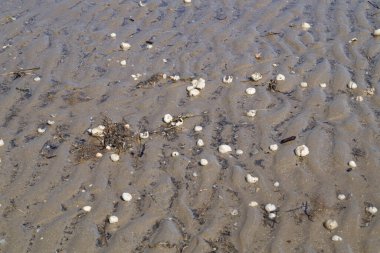 Danimarka 'da Blavand plajında.