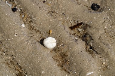 Danimarka 'da Blavand plajında.