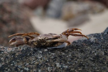 Danimarka 'da Blavand plajında.