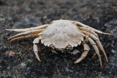 Danimarka 'da Blavand plajında.