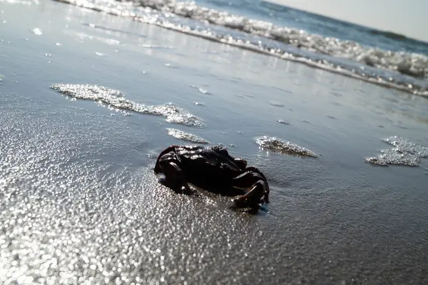 Danimarka 'da Blavand plajında.