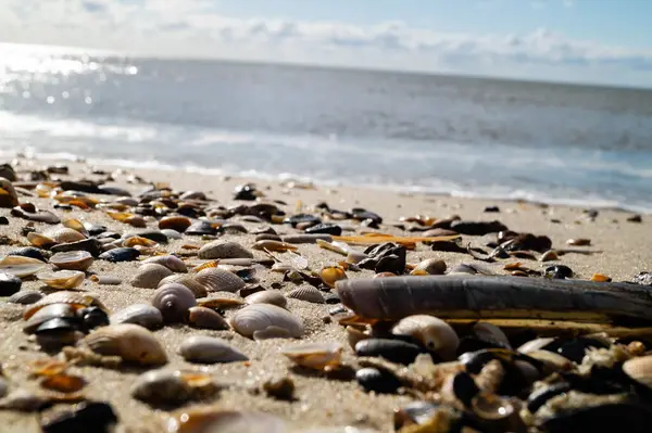 Danimarka 'da Blavand plajında.