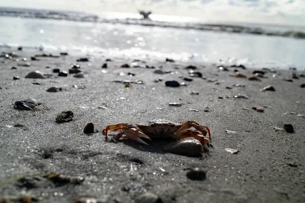 Danimarka 'da Blavand plajında.