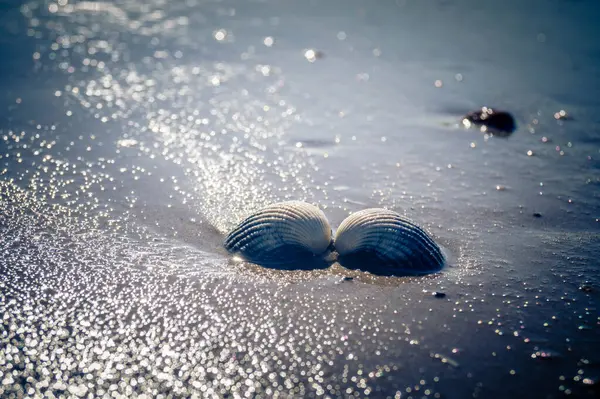 Danimarka 'da Blavand plajında.