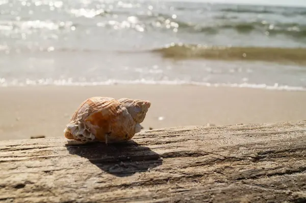 Danimarka 'da Blavand plajında.