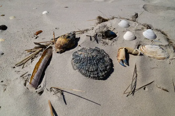 Danimarka 'da Blavand plajında.