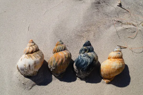 Danimarka 'da Blavand plajında.