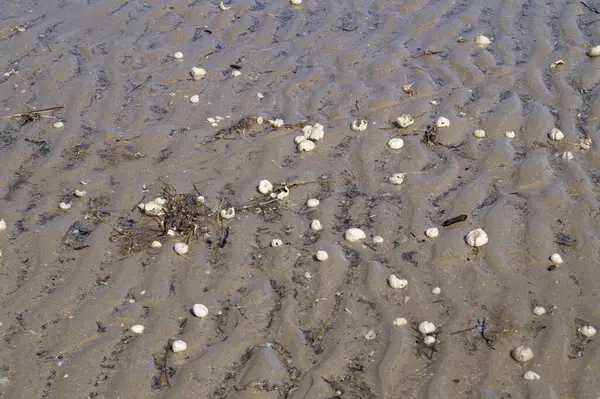 Danimarka 'da Blavand plajında.