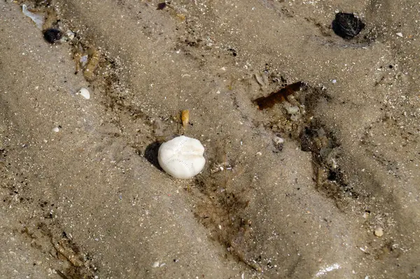 Danimarka 'da Blavand plajında.