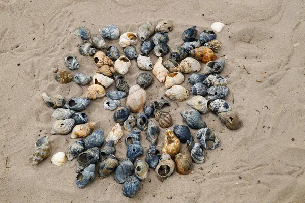 Danimarka 'da Blavand plajında.