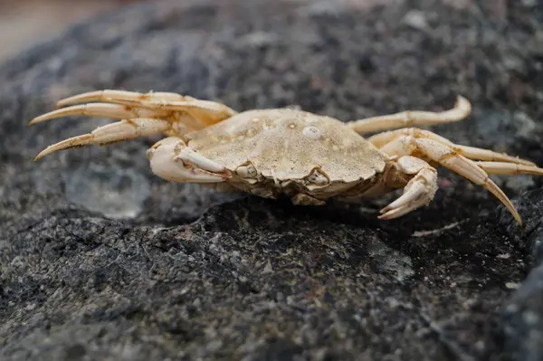 Danimarka 'da Blavand plajında.