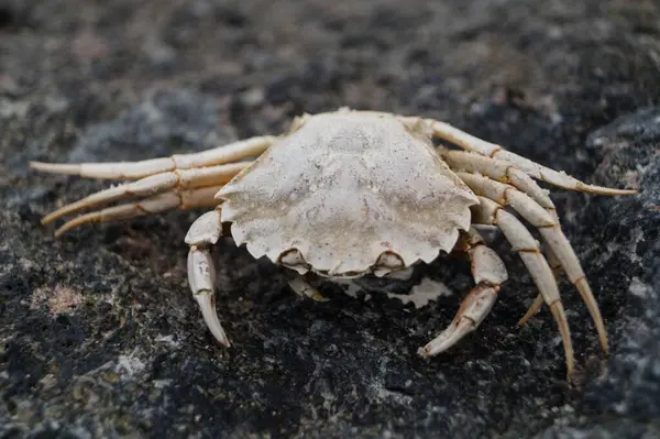 Danimarka 'da Blavand plajında.