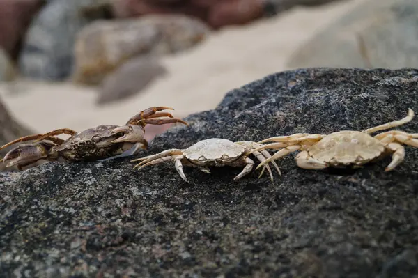 Danimarka 'da Blavand plajında.