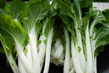 Yeşil Çin lahanası pak choi Brassica rapa
