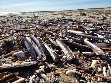 Danimarka 'da Blavand' ın Hvidbjerg plajı