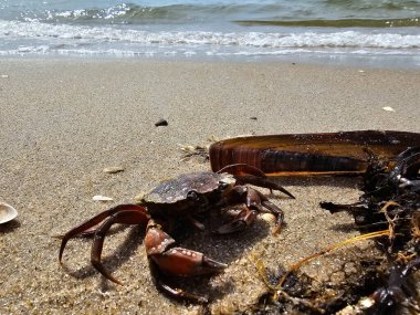 Danimarka 'da Blavand' ın Hvidbjerg plajı