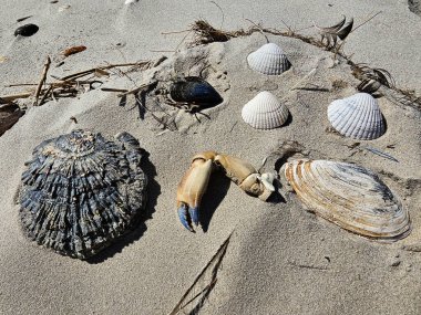 Danimarka 'da Blavand' ın Hvidbjerg plajı