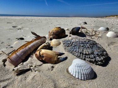 Danimarka 'da Blavand' ın Hvidbjerg plajı