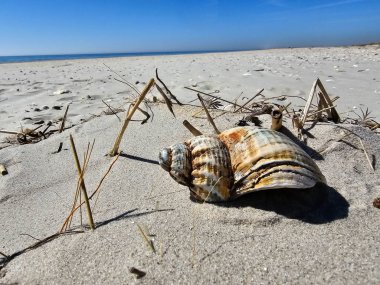 Danimarka 'da Blavand' ın Hvidbjerg plajı