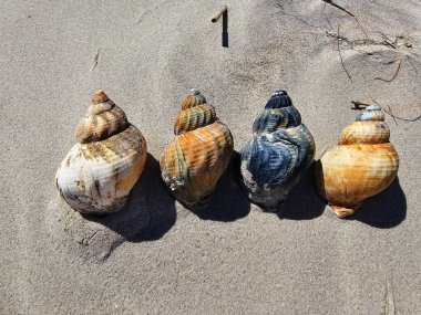 Danimarka 'da Blavand' ın Hvidbjerg plajı