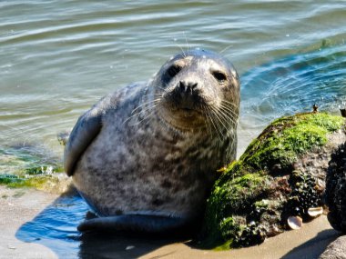 Danimarka 'da Blavand' ın Hvidbjerg plajı